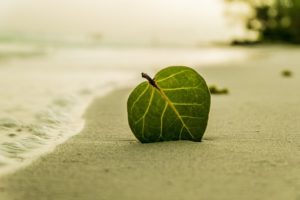 beach-394503__340
